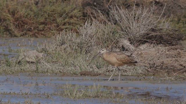 חרמשון ארוך-מקור - ML268364101