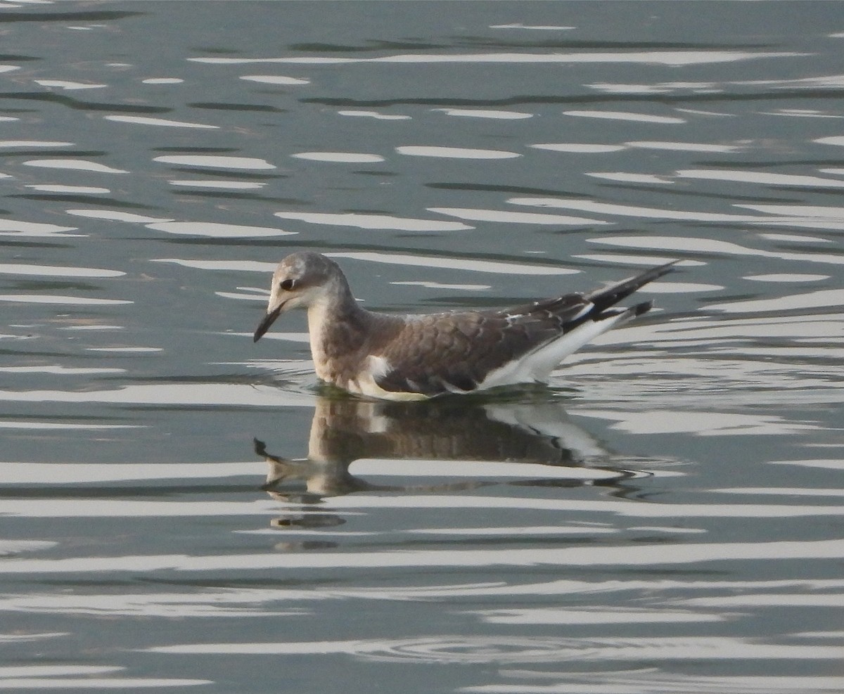 Sabine's Gull - Pair of Wing-Nuts