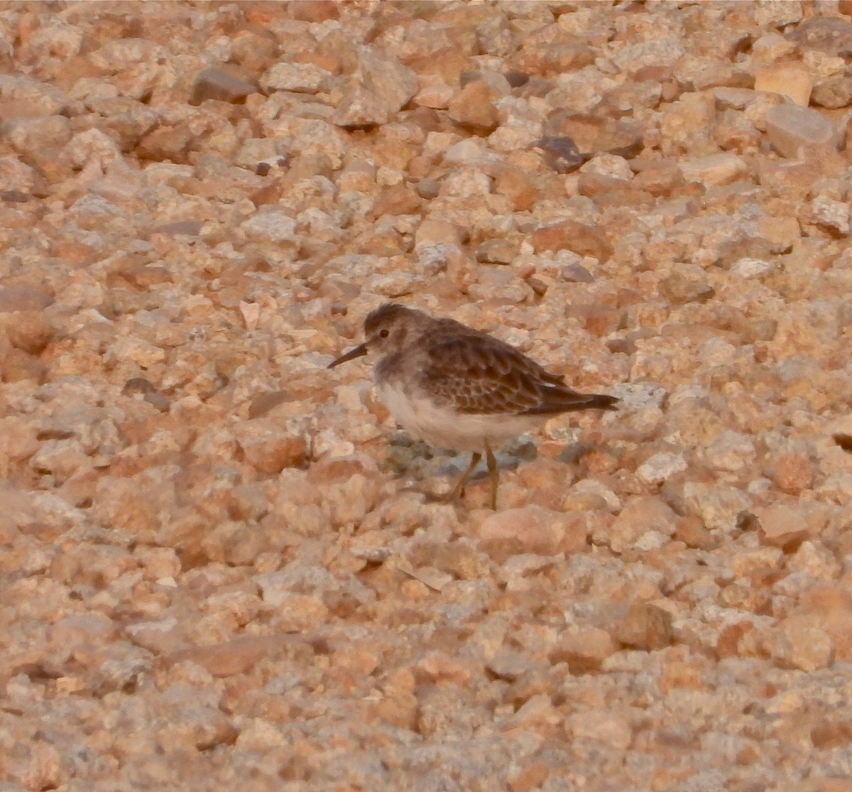 Least Sandpiper - ML268364531