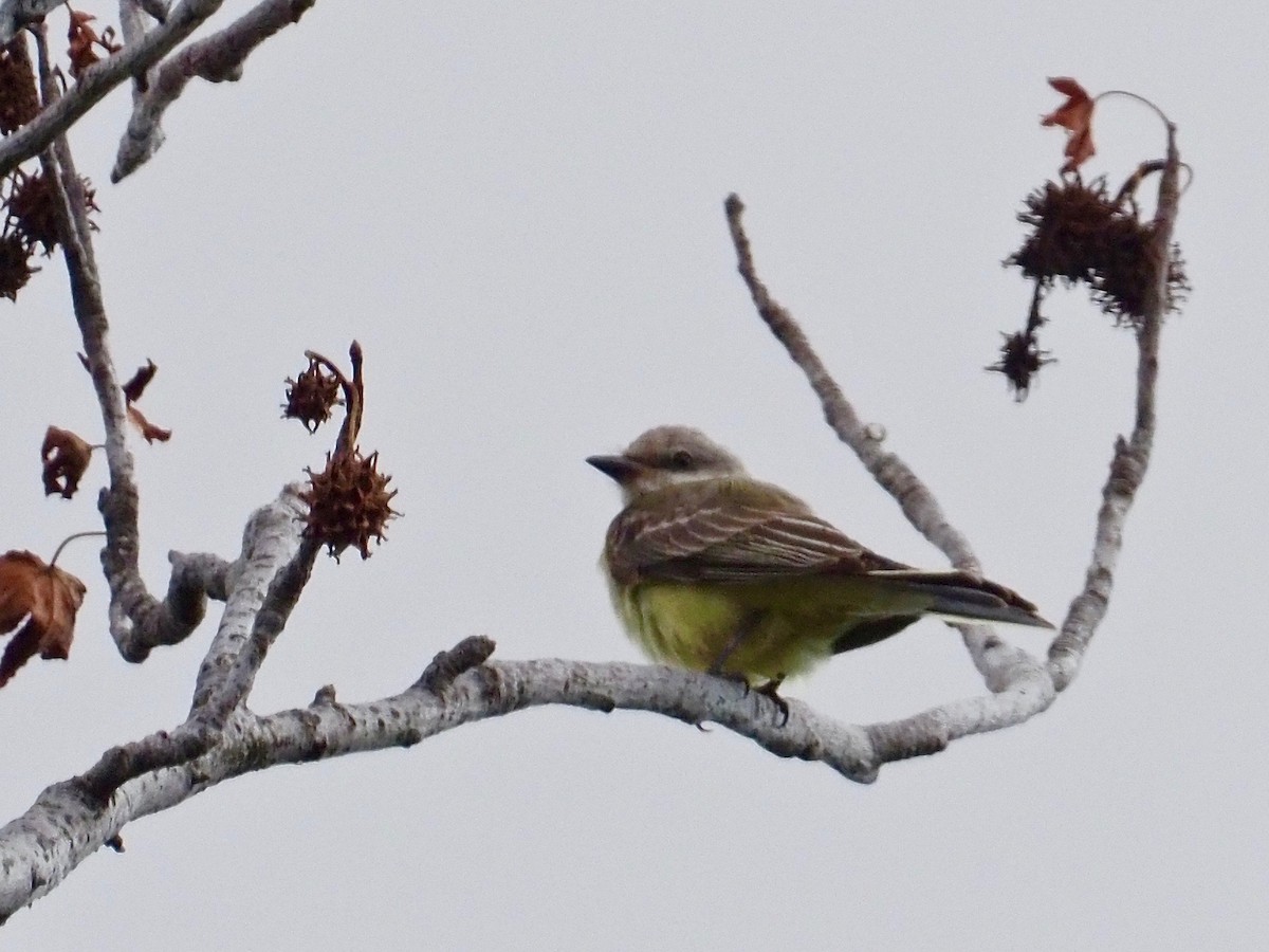 Western Kingbird - Gabriel Willow