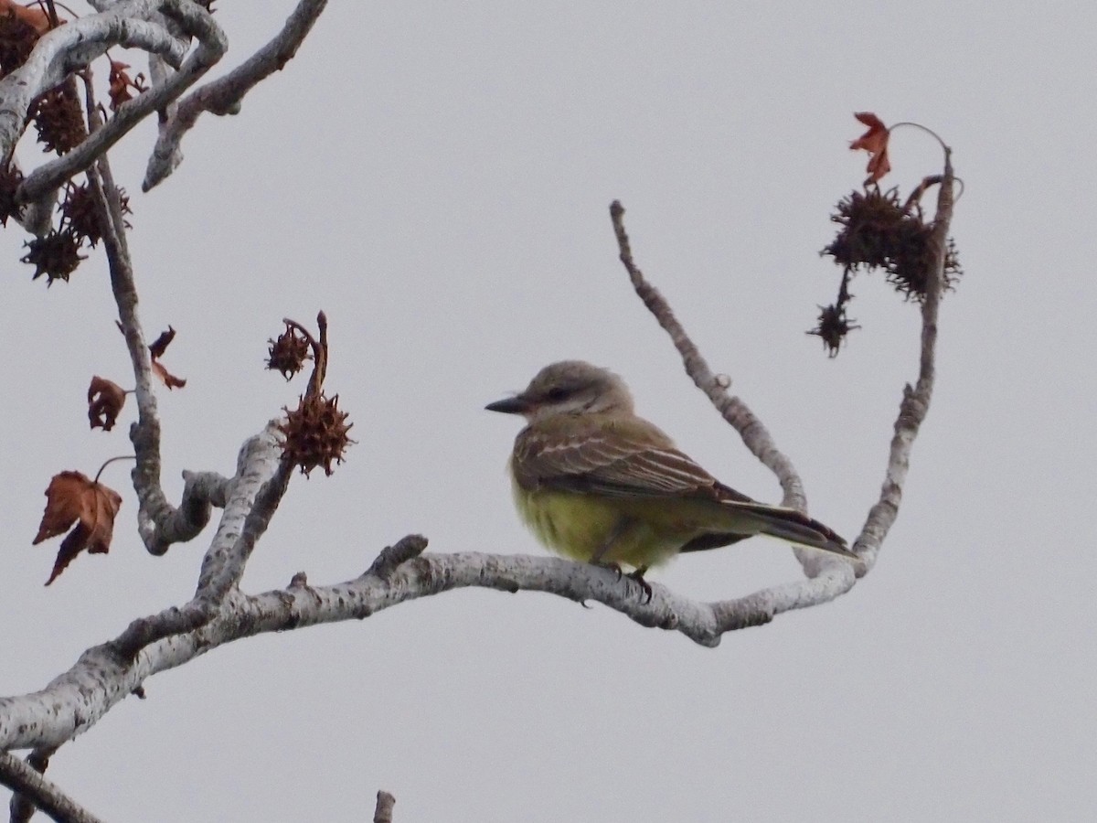 Western Kingbird - Gabriel Willow