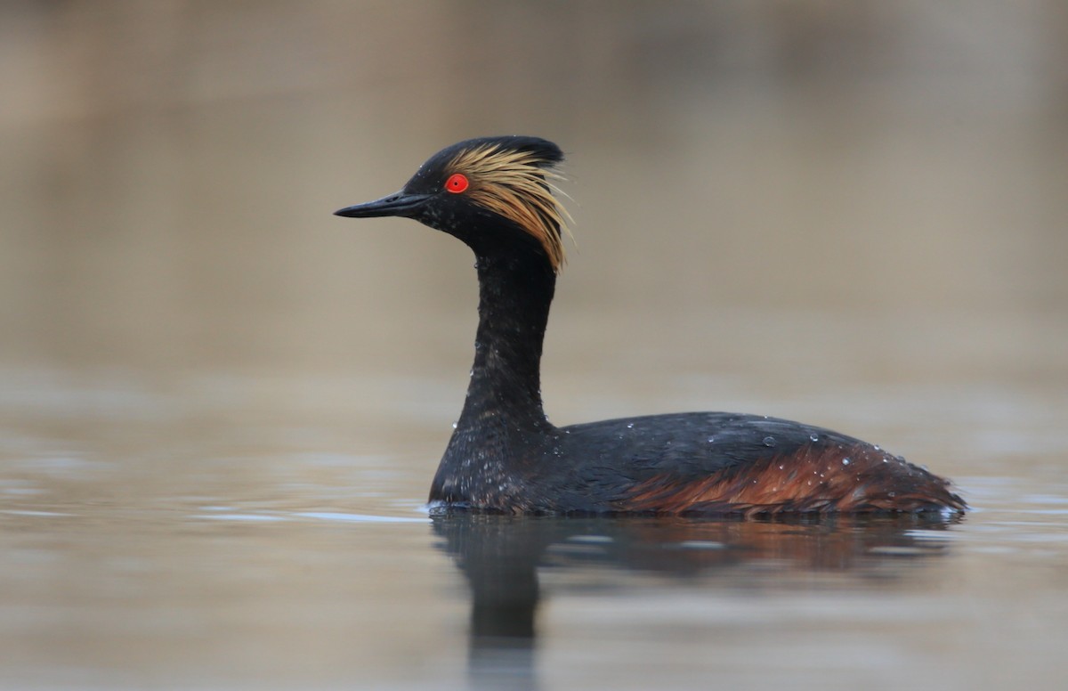 Eared Grebe - ML26836511