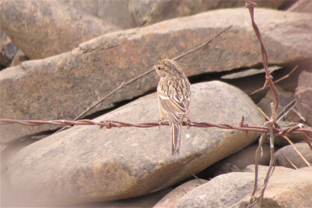 Brewer's Sparrow - ML268365211