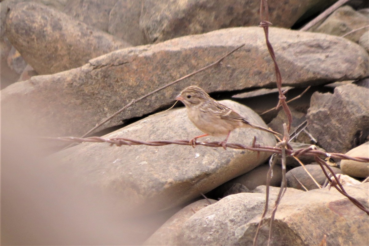 Brewer's Sparrow - ML268365241