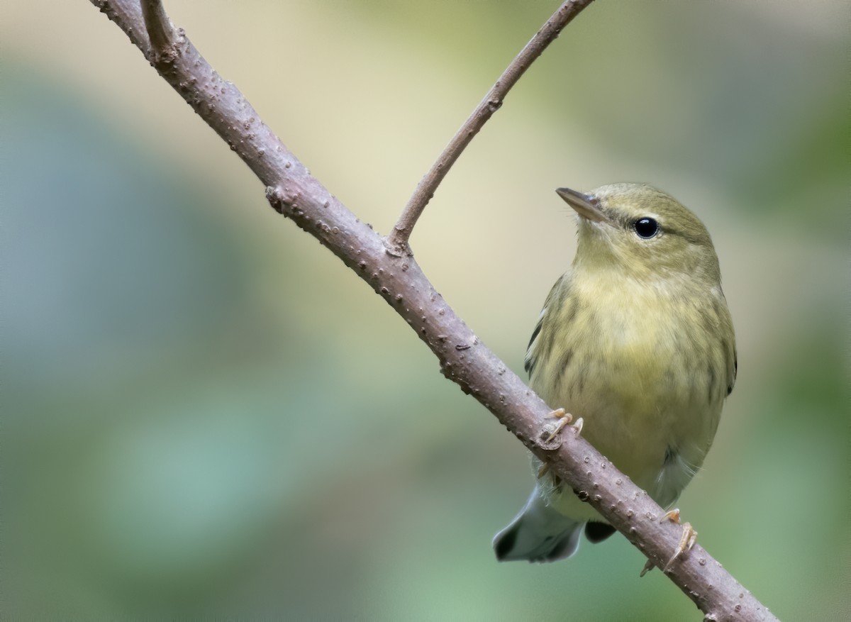 Blackpoll Warbler - Matthew Addicks