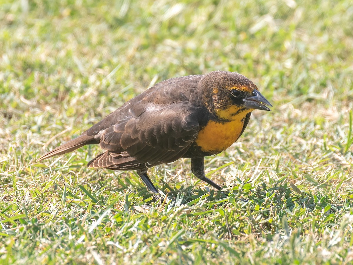 Yellow-headed Blackbird - Bruce Aird