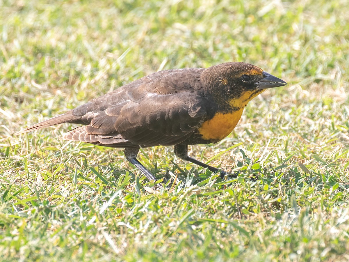 Yellow-headed Blackbird - Bruce Aird