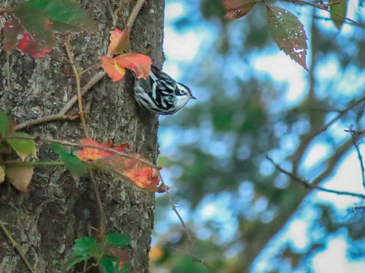 Black-and-white Warbler - ML268371941