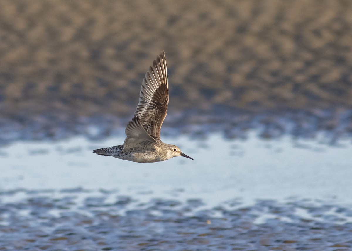 Red Knot - ML268372581