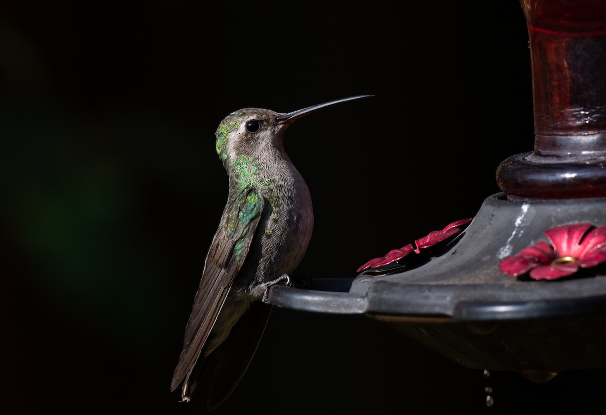 Broad-billed Hummingbird - ML268372701