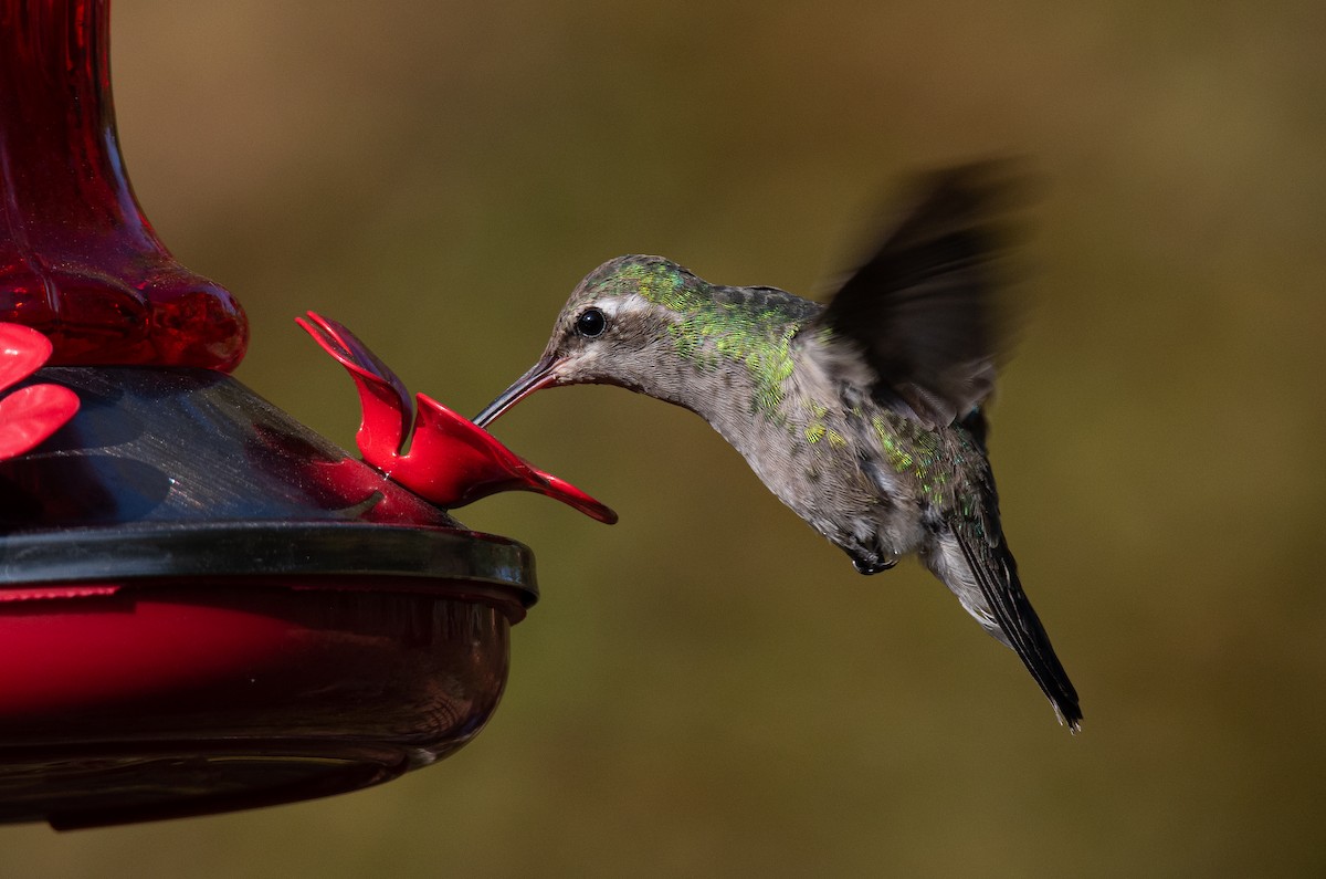 Broad-billed Hummingbird - ML268372781