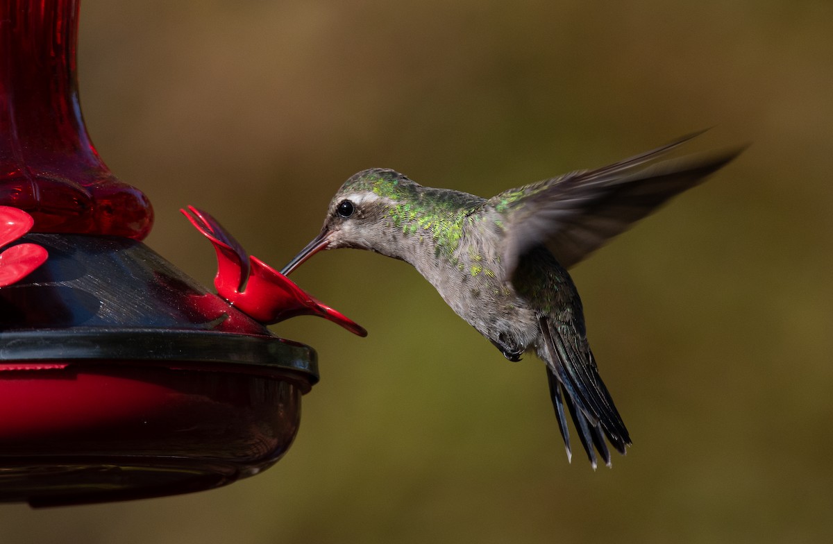 Broad-billed Hummingbird - ML268372861