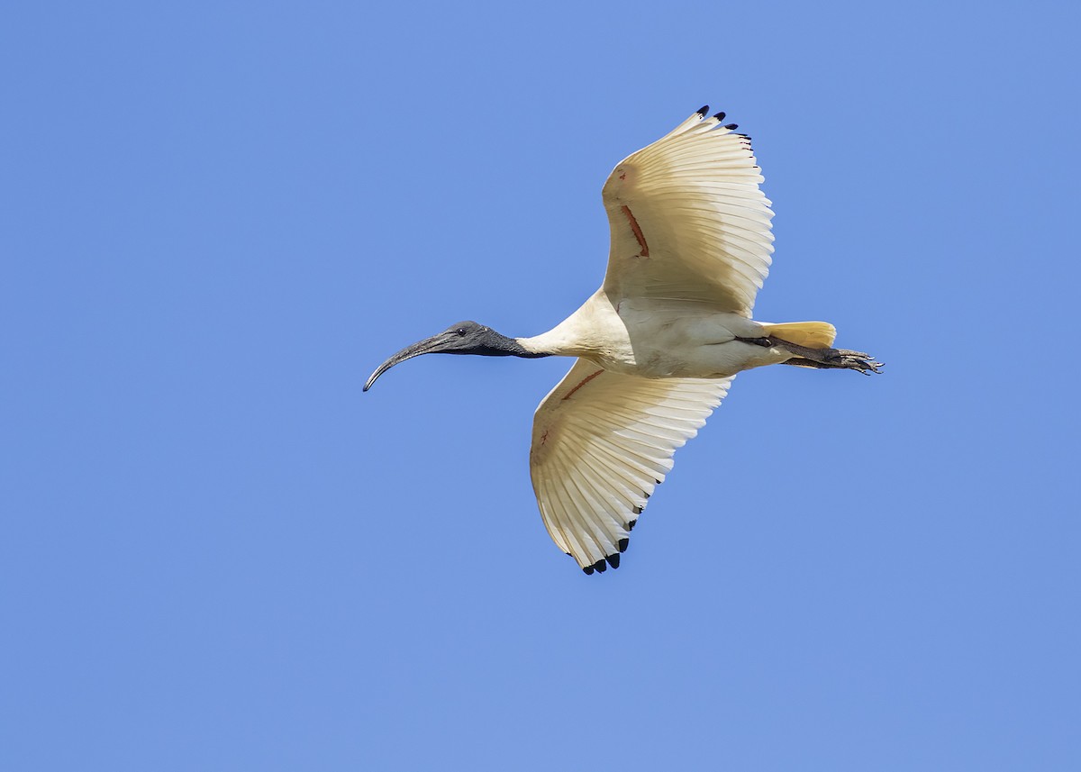 Australian Ibis - ML268373041