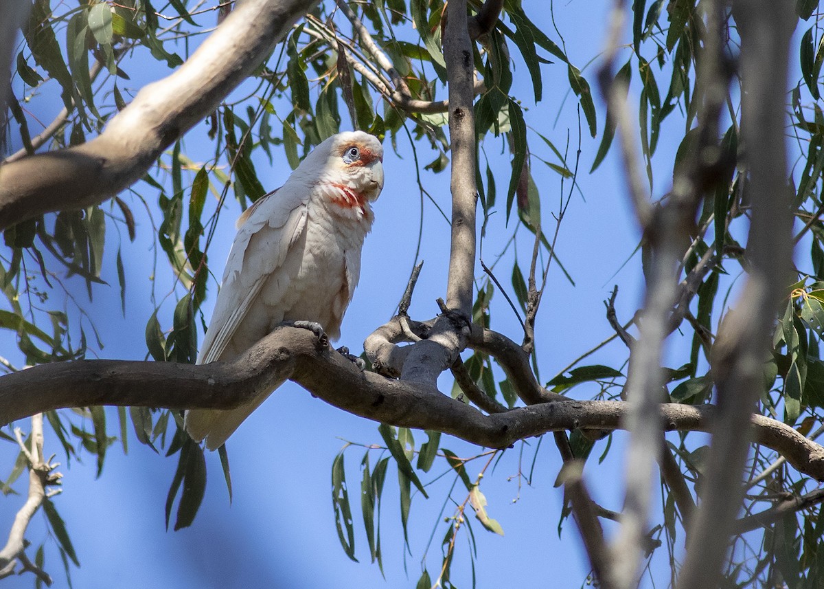 Long-billed Corella - ML268373761