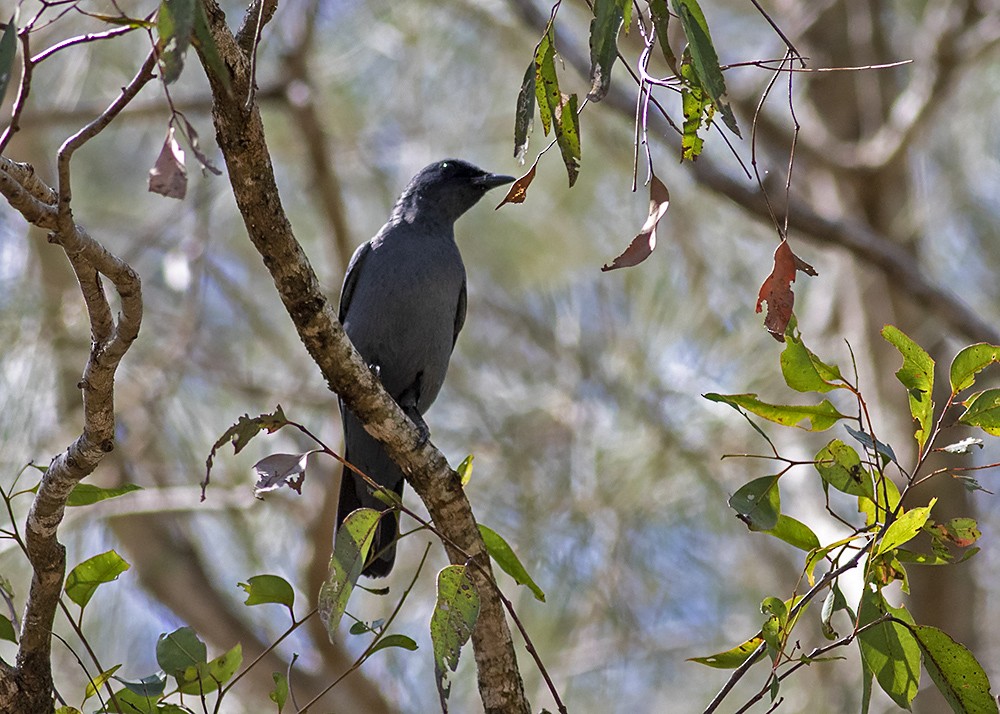 Common Cicadabird (Slender-billed) - ML268374301