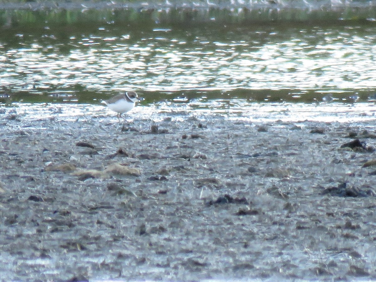 Semipalmated Plover - ML268375281