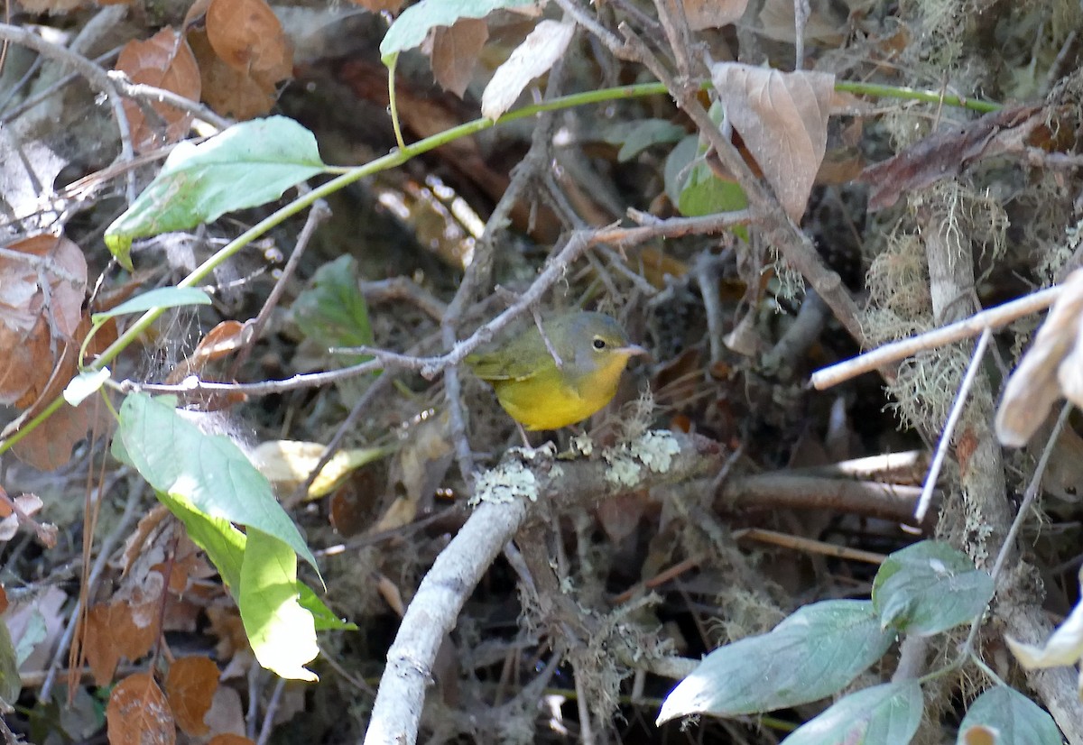 Mourning Warbler - ML268377161