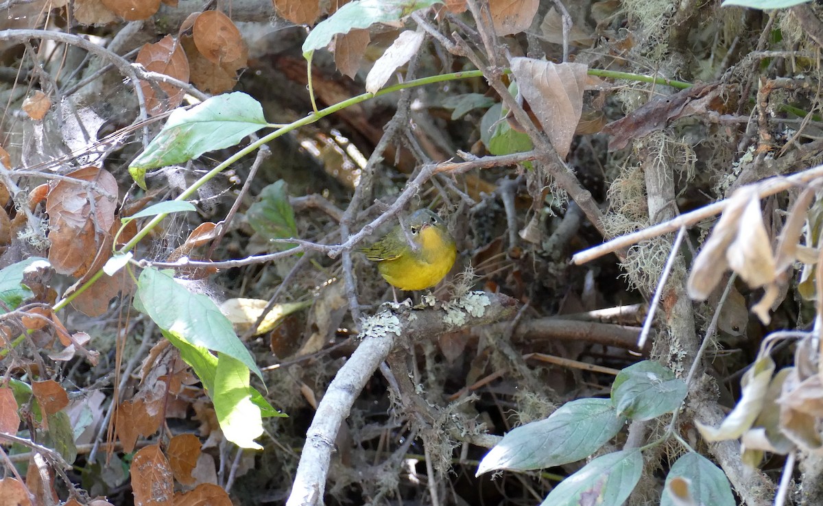 Mourning Warbler - ML268377171