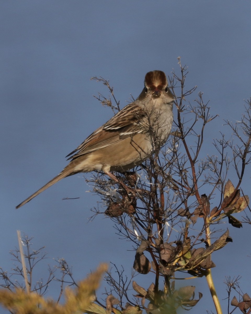 White-crowned Sparrow - ML268378641
