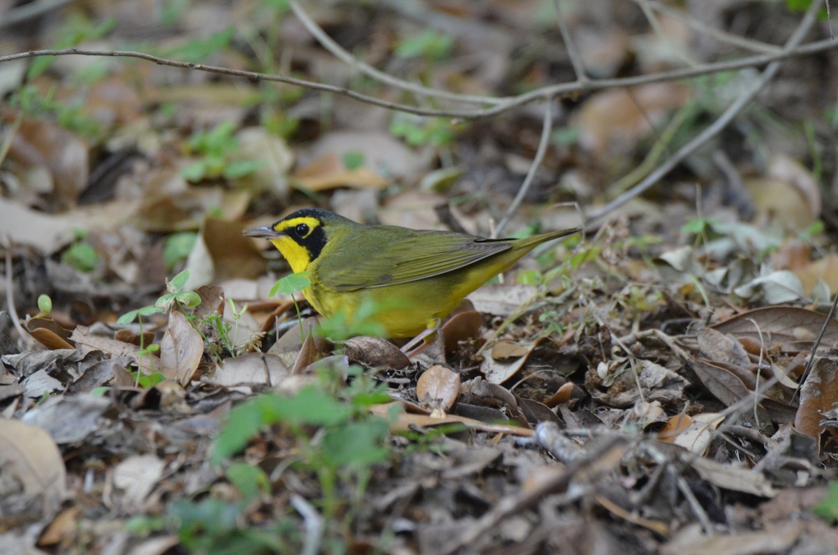 Kentucky Warbler - Jeff Sexton