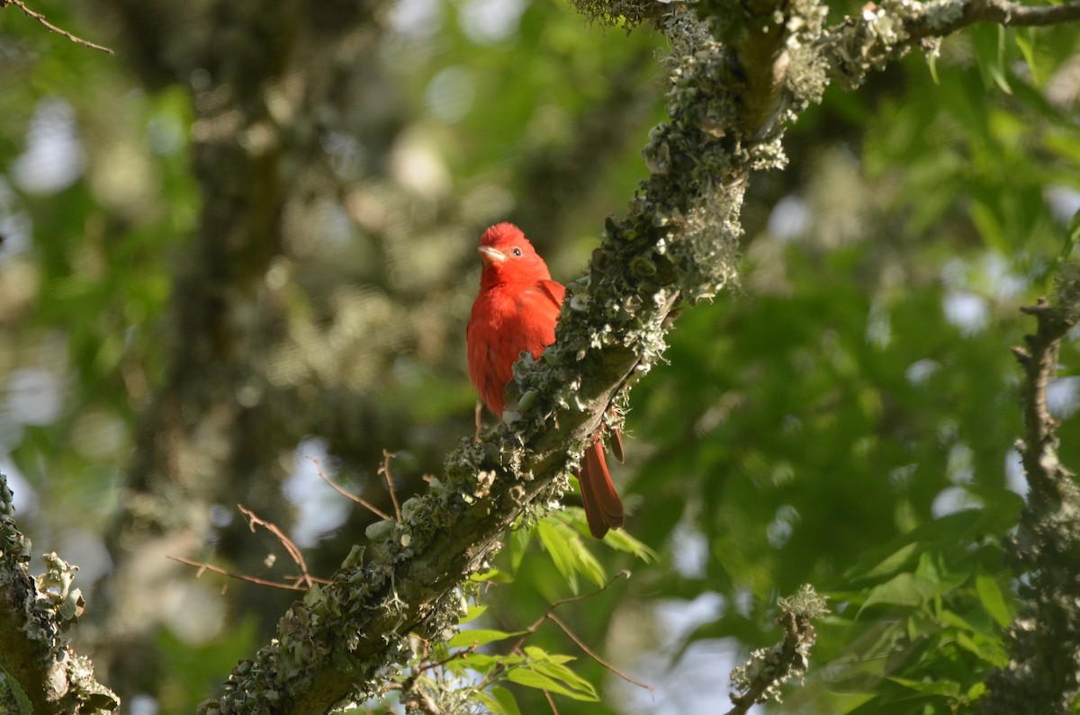 Summer Tanager - Jeff Sexton