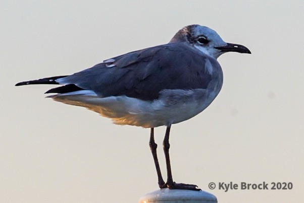 Laughing Gull - Kyle Brock