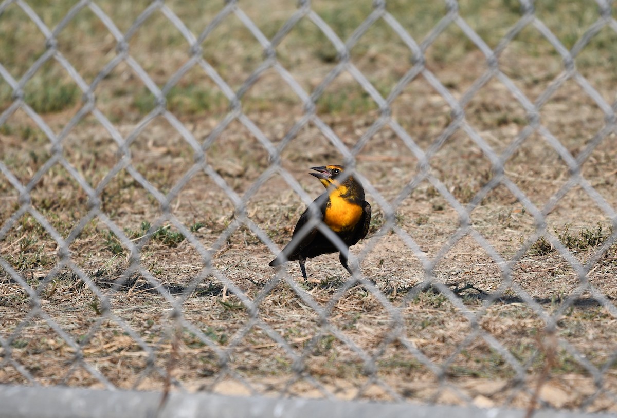 Yellow-headed Blackbird - Tim Swain