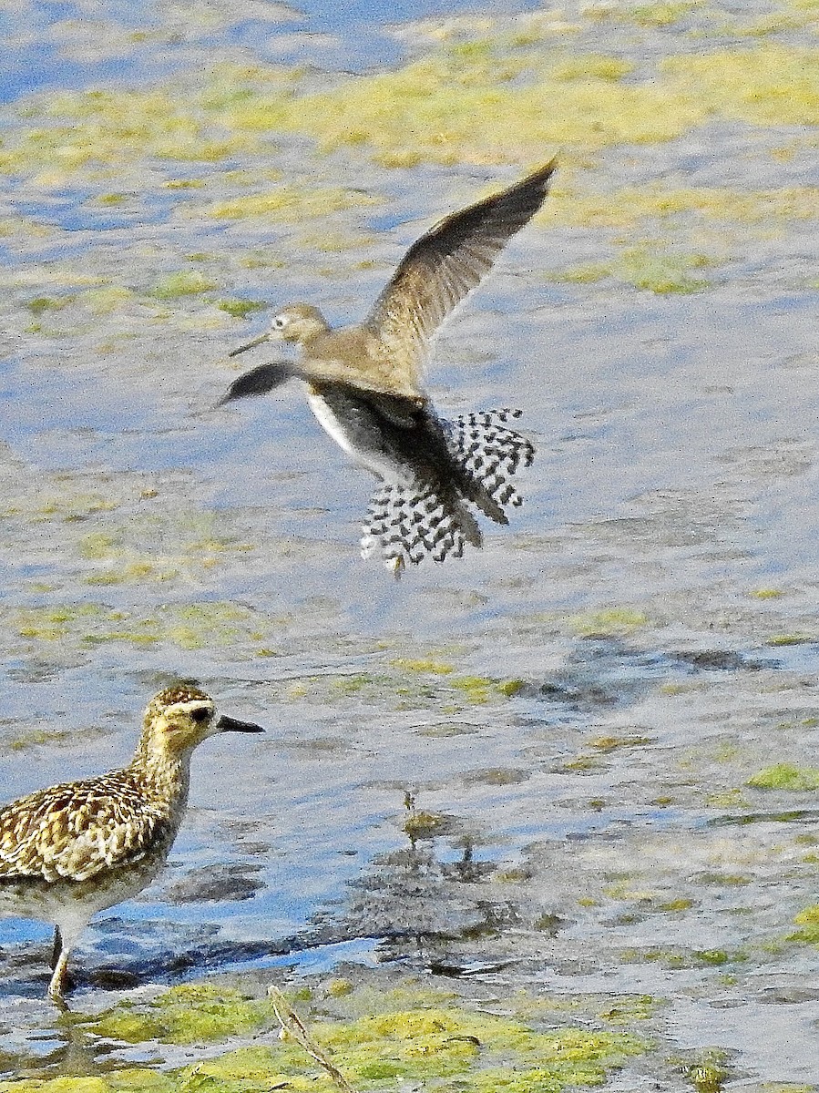 Solitary Sandpiper - ML268383031