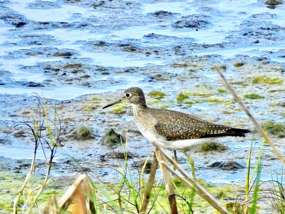 Solitary Sandpiper - ML268383191