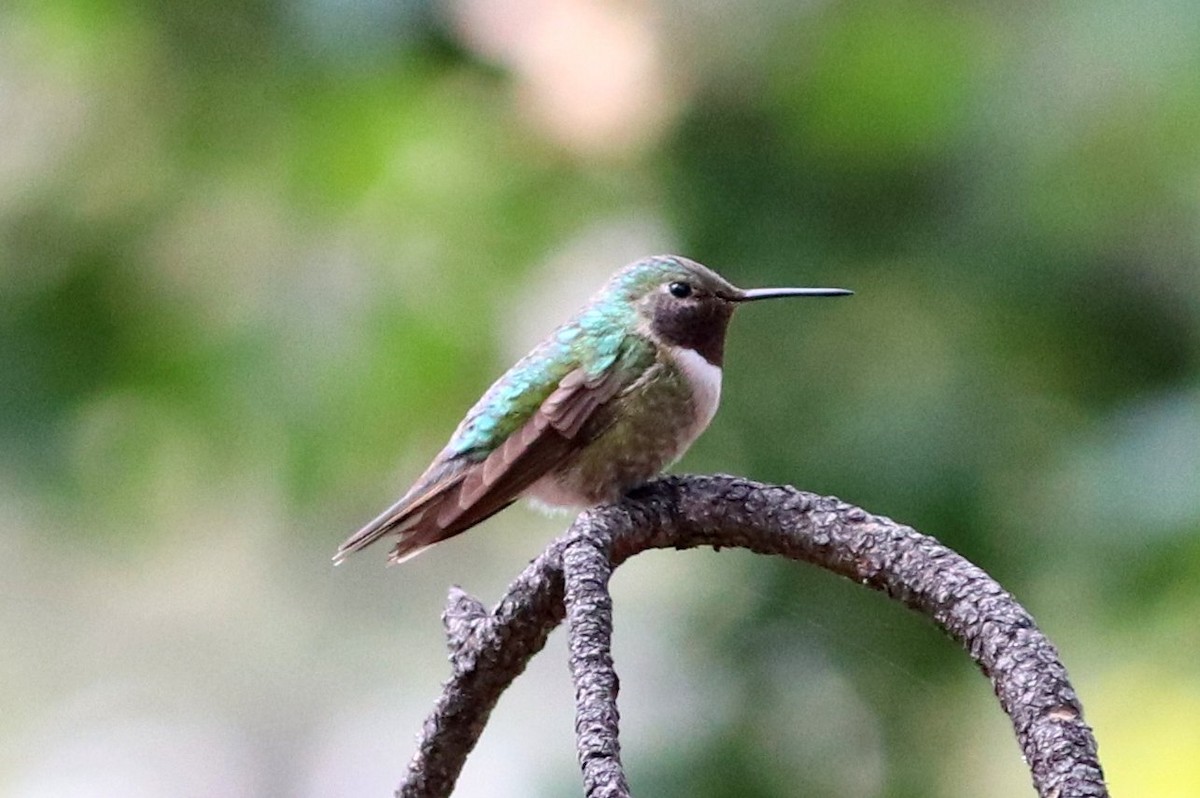 Broad-tailed Hummingbird - ML268384481