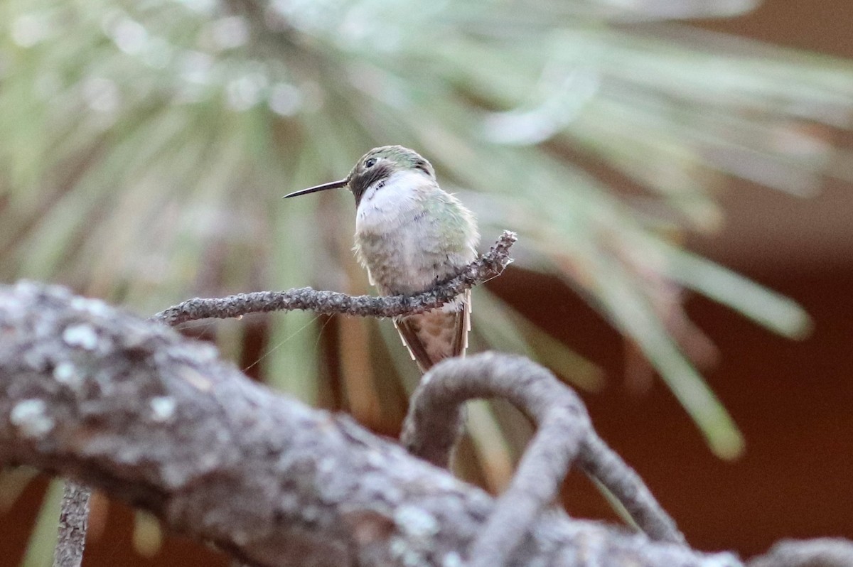 Broad-tailed Hummingbird - ML268384491