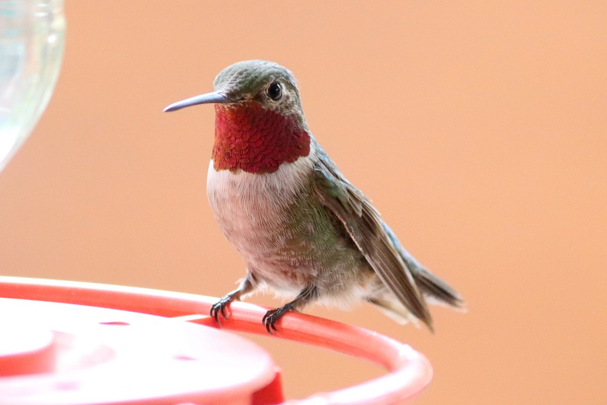 Broad-tailed Hummingbird - ML268384541