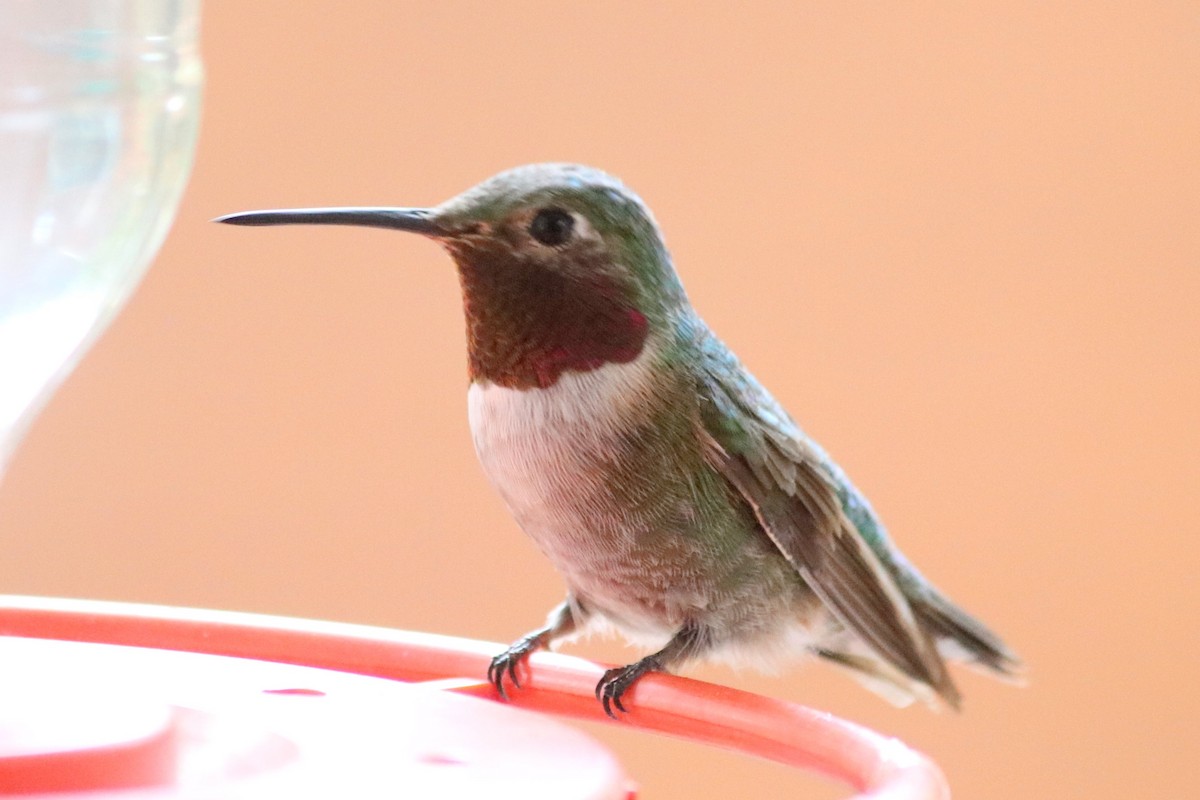 Broad-tailed Hummingbird - ML268384551