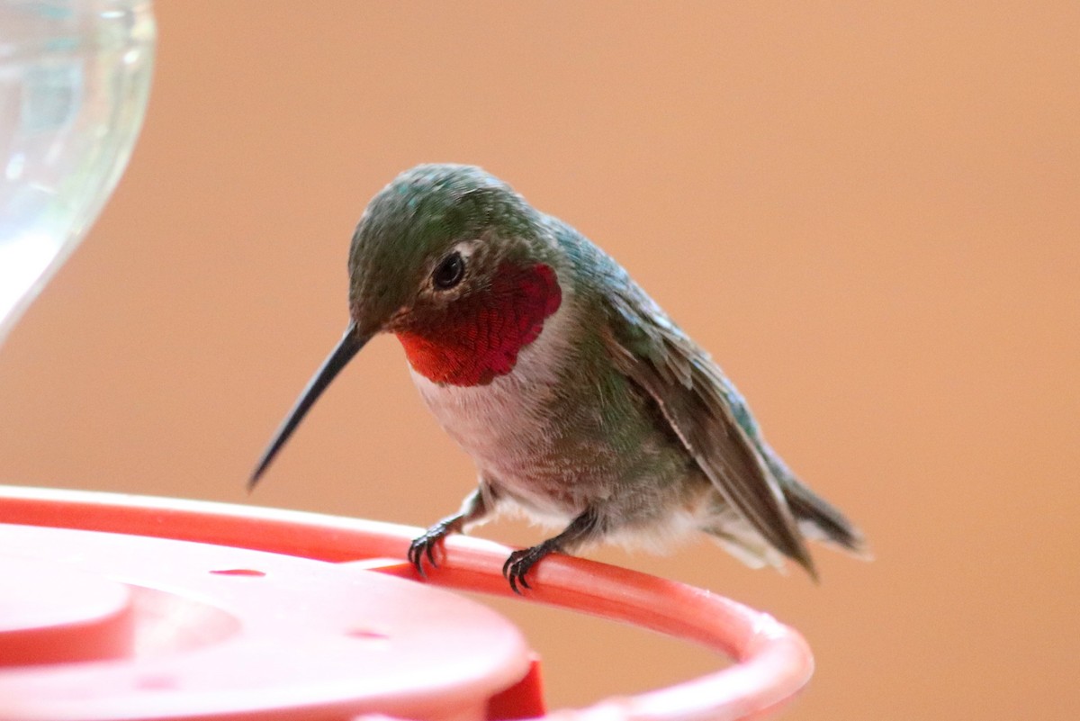 Broad-tailed Hummingbird - ML268384561