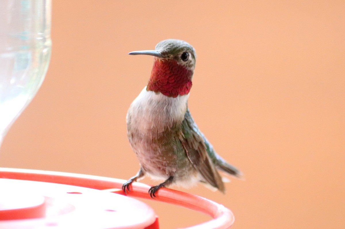 Broad-tailed Hummingbird - ML268384571