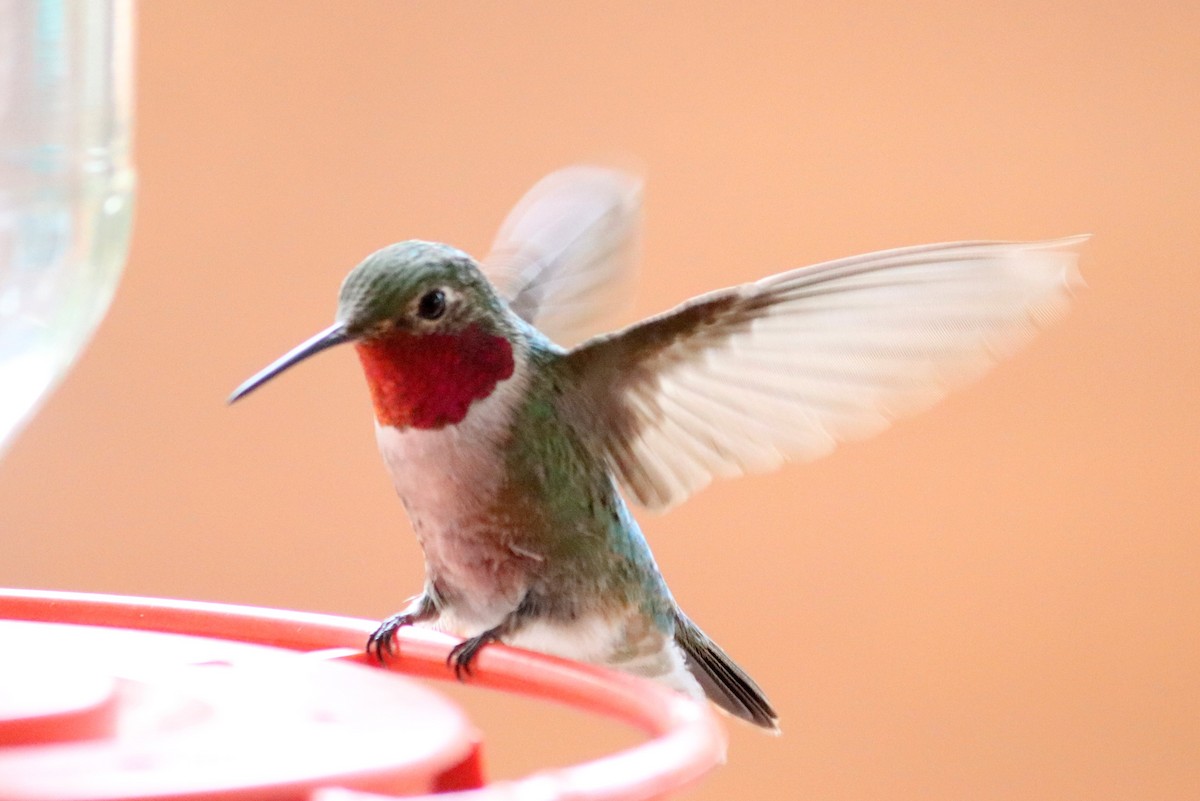 Broad-tailed Hummingbird - ML268384581