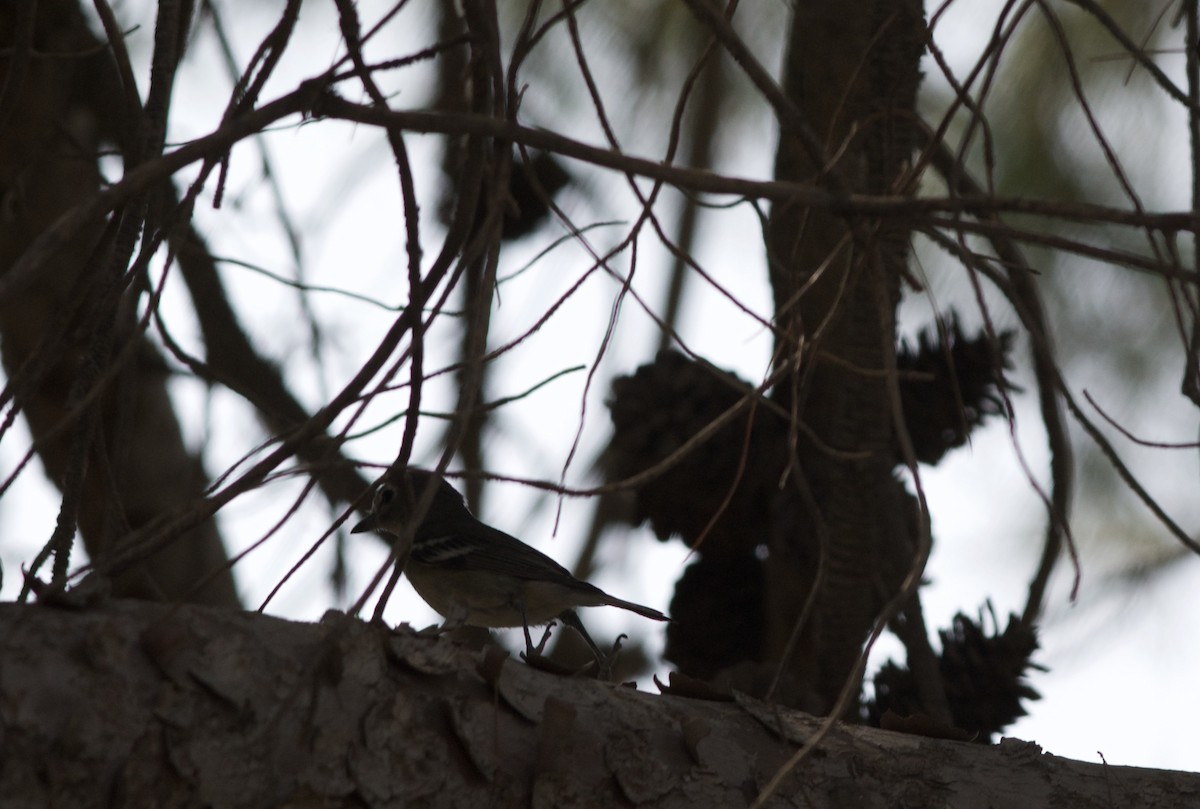 Plumbeous Vireo - Andrew Howe