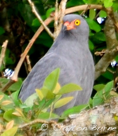 Slender-billed Kite - ML268385331