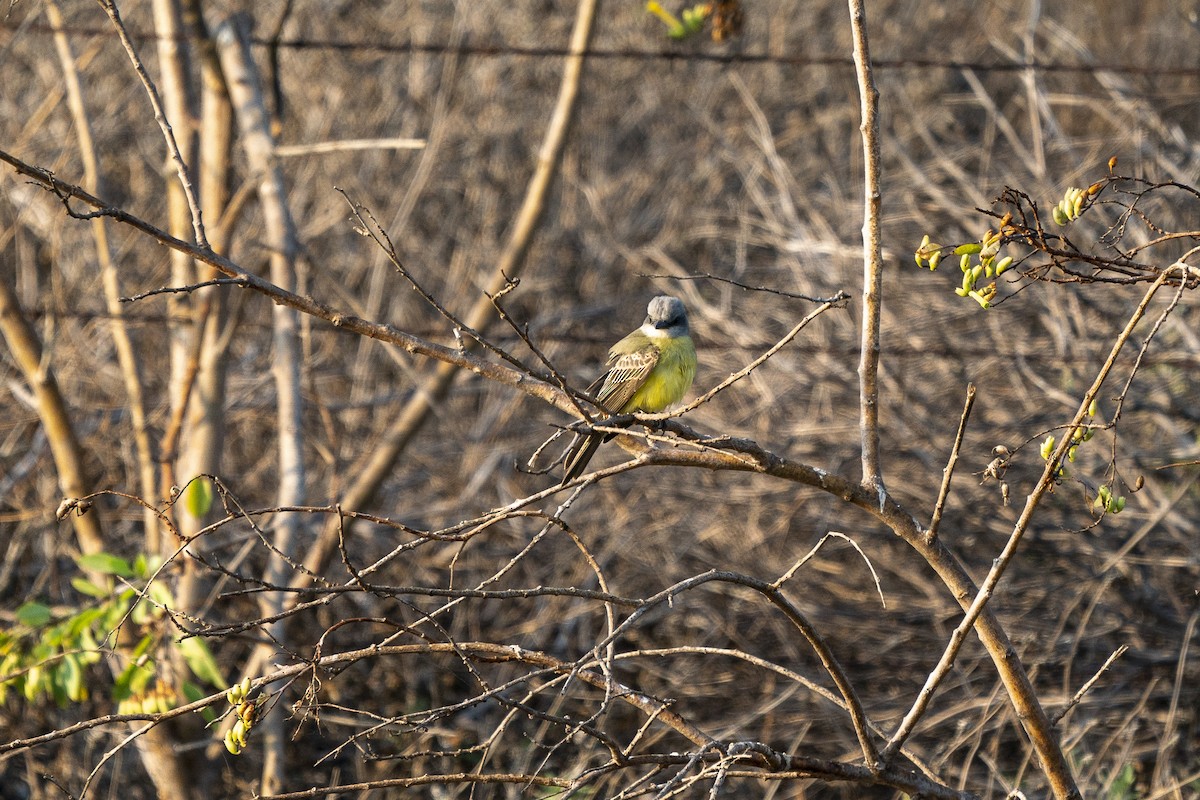 Tropical Kingbird - ML268385921