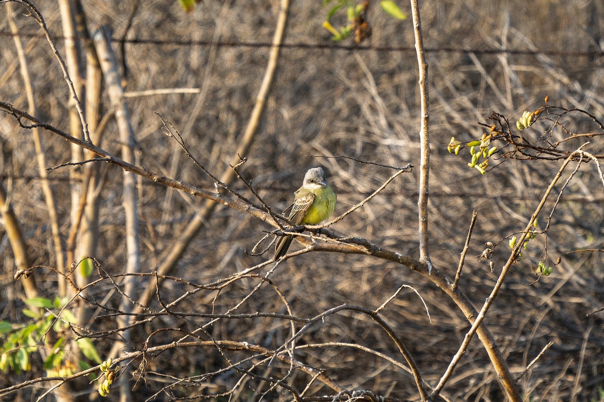 Tropical Kingbird - ML268385931