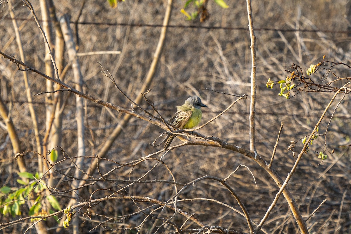 Tropical Kingbird - ML268385941