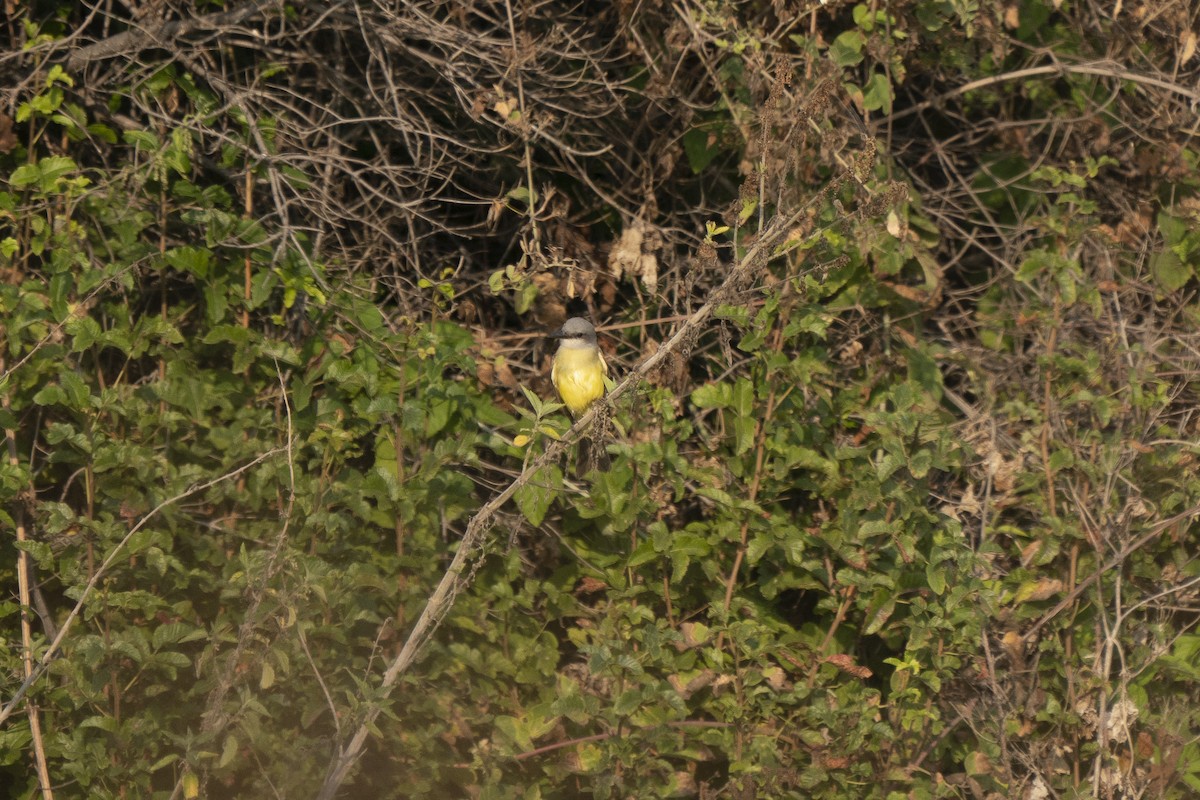 Tropical Kingbird - ML268385961