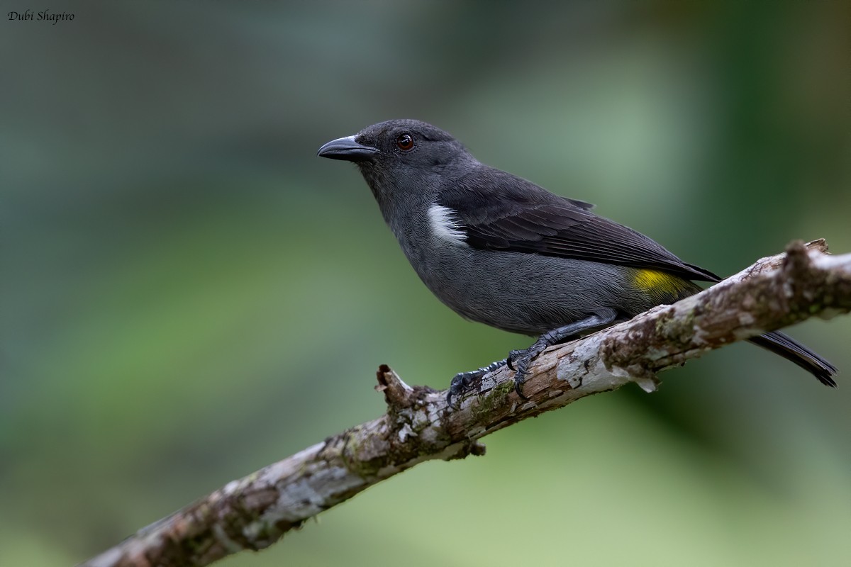 Sulphur-rumped Tanager - Dubi Shapiro