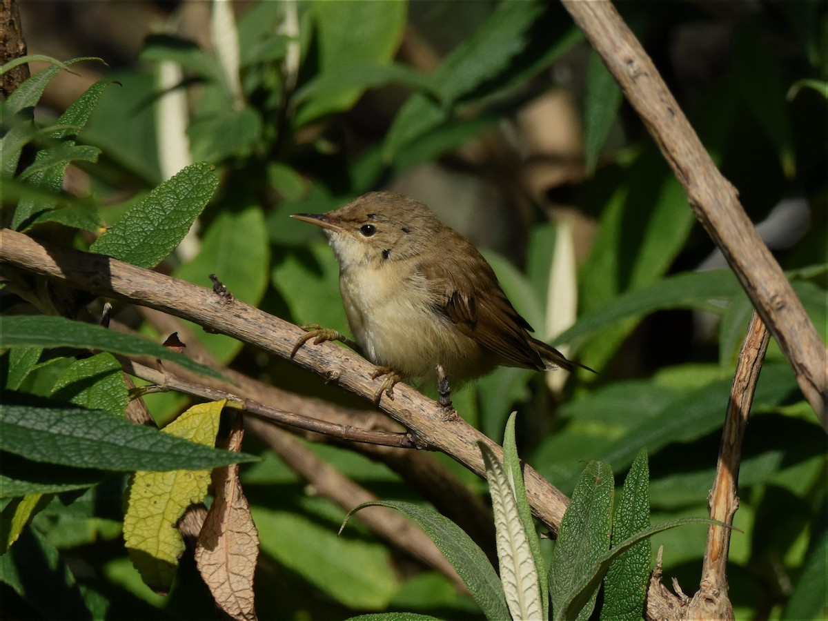 Common Reed Warbler - ML268386711