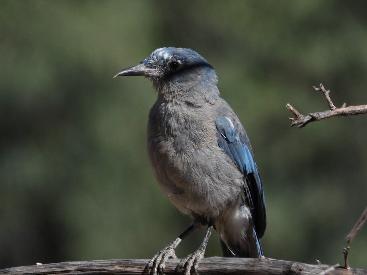 Mexican Jay - ML268387131