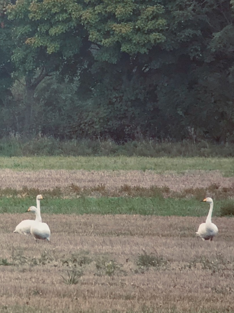 Whooper Swan - Anonymous