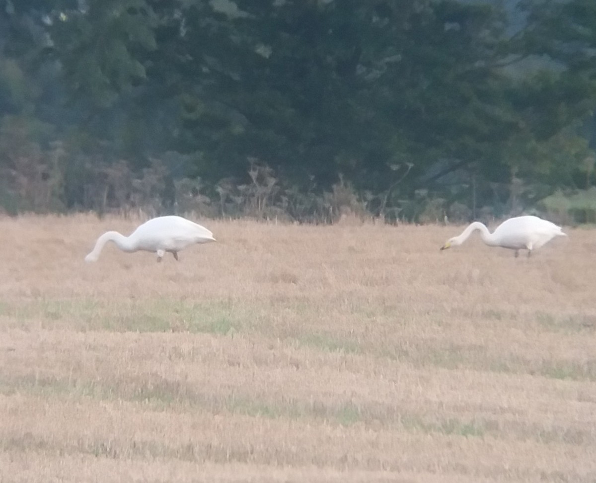 Whooper Swan - Anonymous