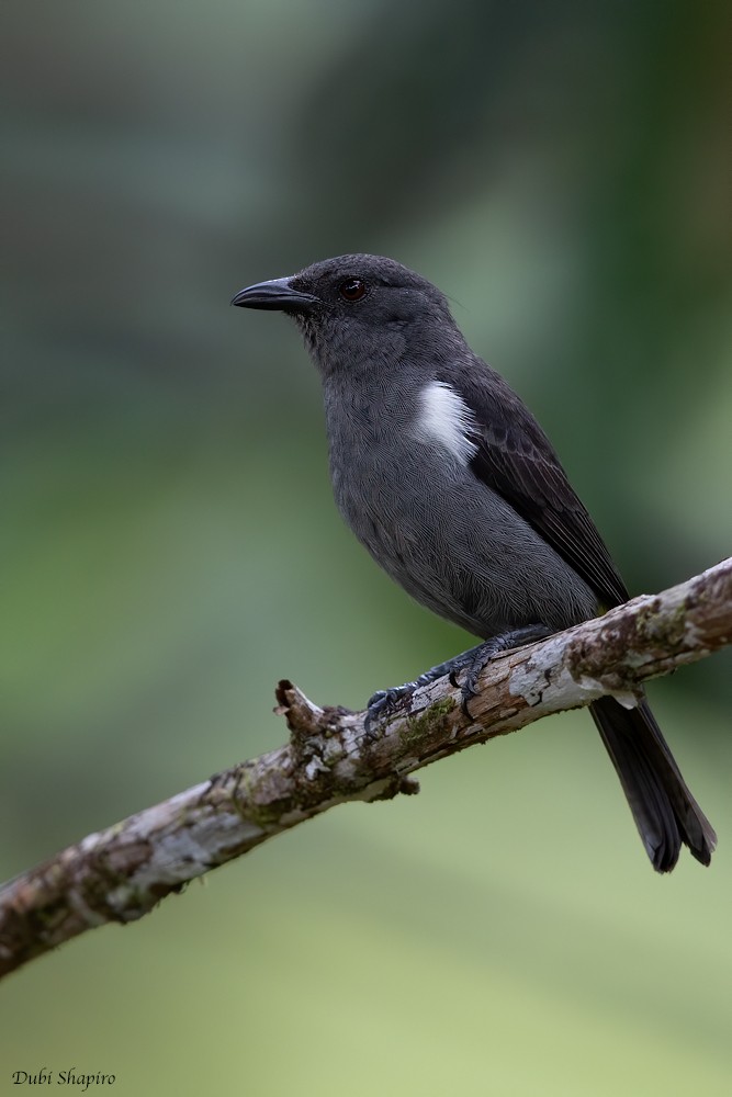 Sulphur-rumped Tanager - Dubi Shapiro