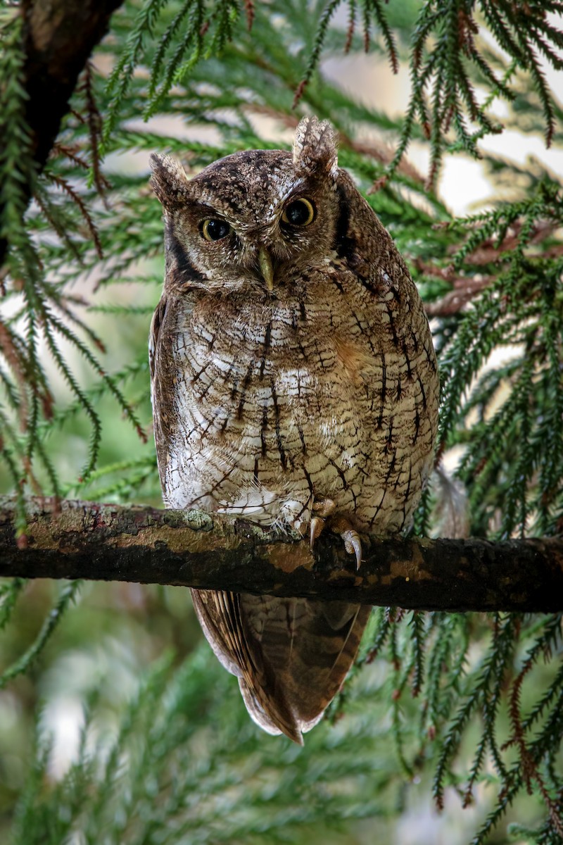 Tropical Screech-Owl - ML268391851