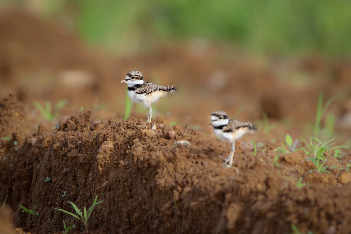 Killdeer - ML268391861